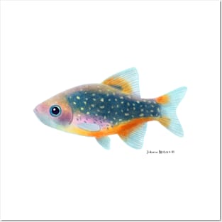 Celestial Pearl Danio Fish Posters and Art